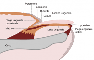 schema-unghia