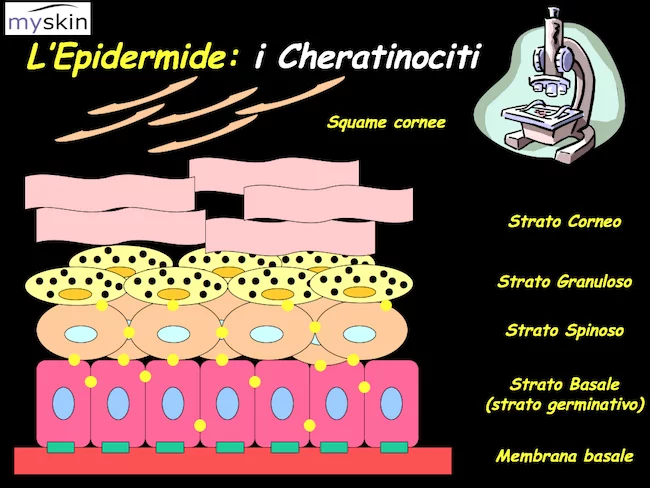 epidermide_-_myskin