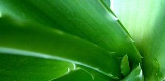 L’Aloe vera e la dermatologia aloe vera dermatologia