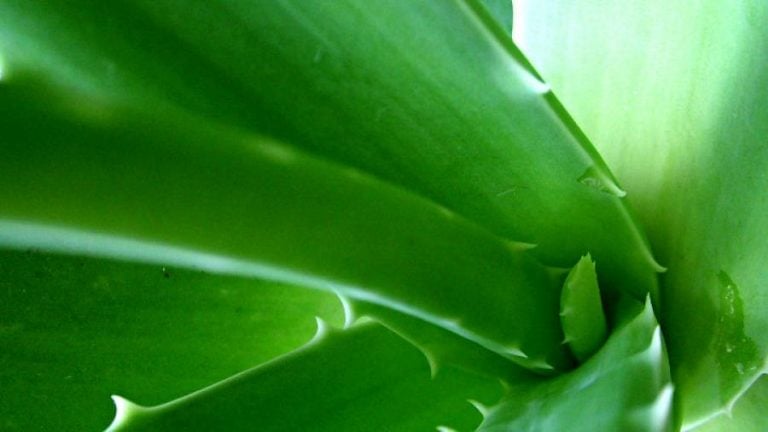 aloe vera dermatologia
