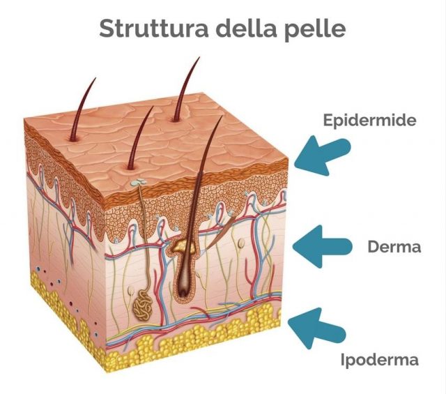 struttura-pelle