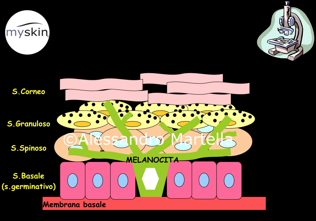 Melanociti e Cheratinociti a livello dell'epidermide