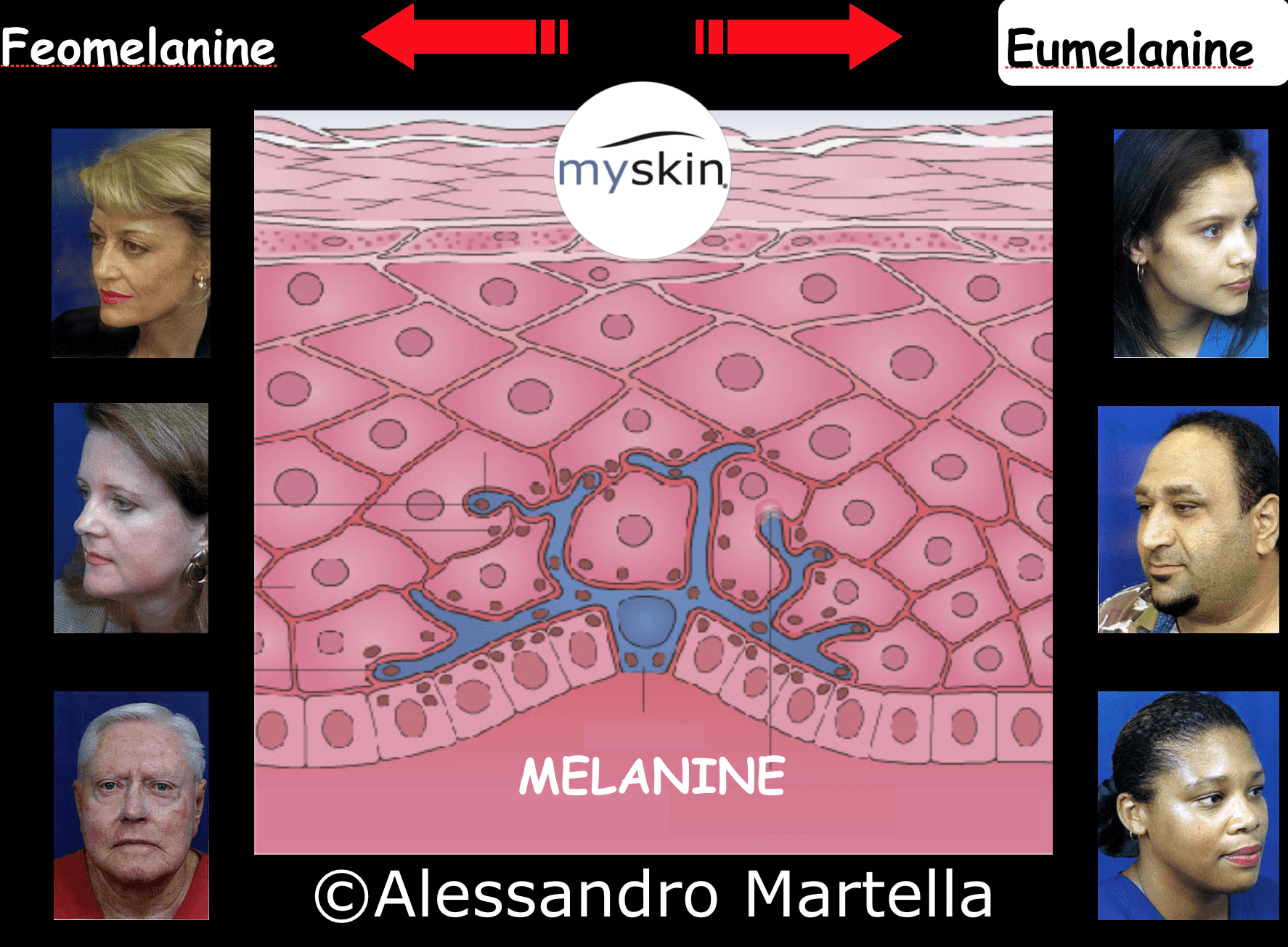 Melanine: rappresentazione schematica