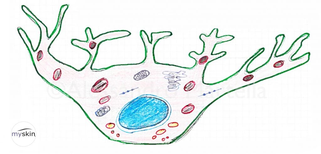 Cellula di Melanocita