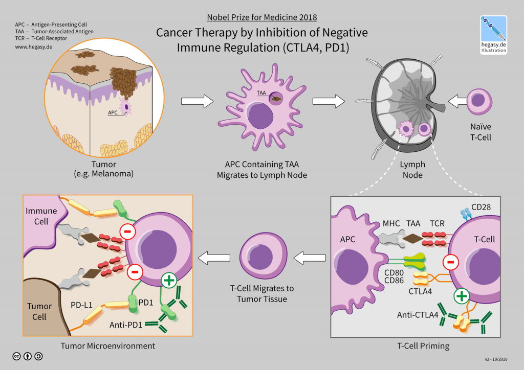 Come funziona l'Immunoterapia