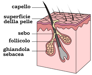 follicolo_pilifero