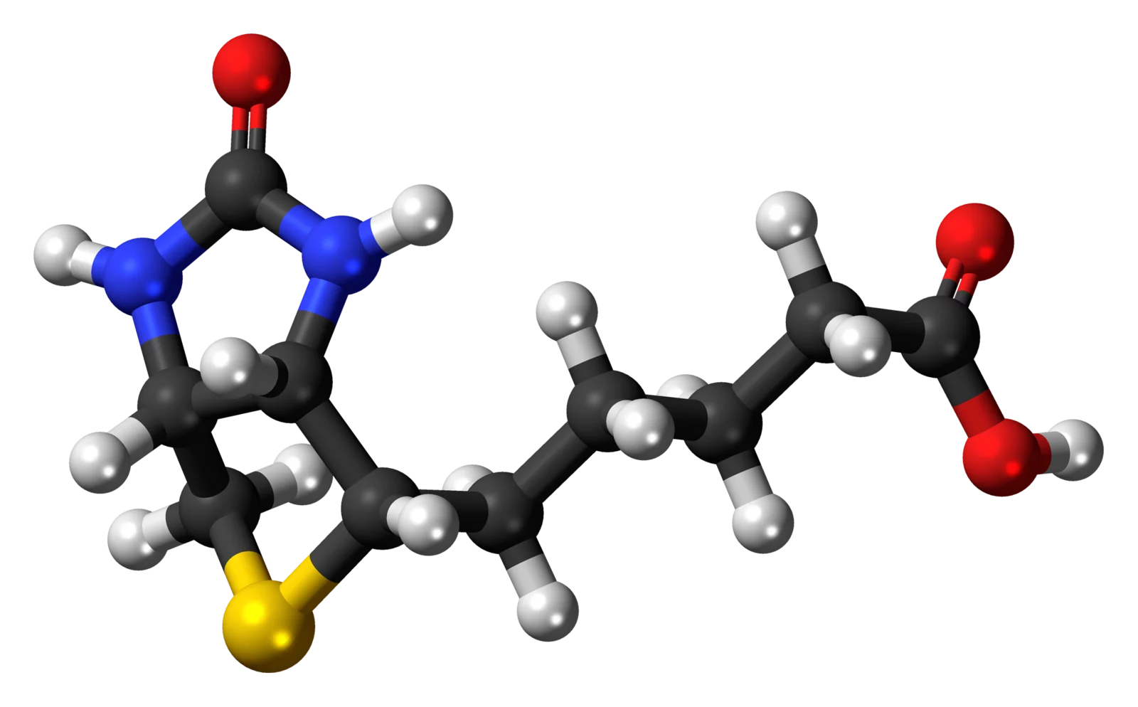 Biotina molecola