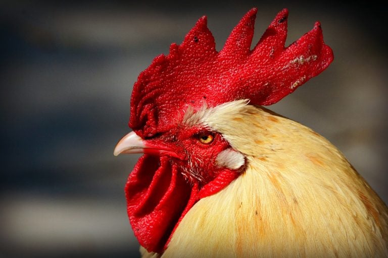 Cosa sono le creste di gallo?