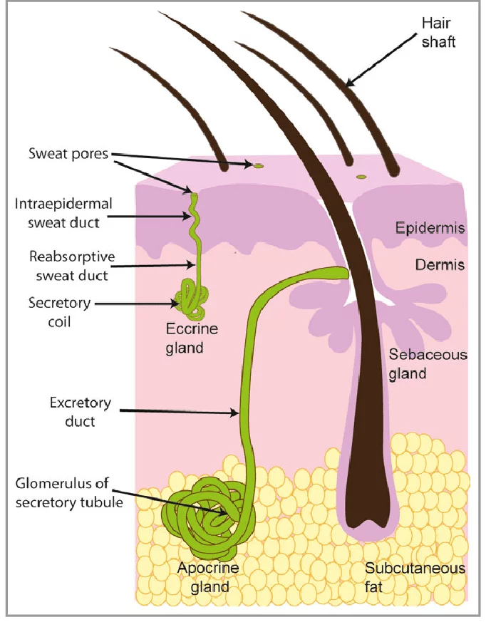 Basic-structure-of-sweat-glands-The-eccrine